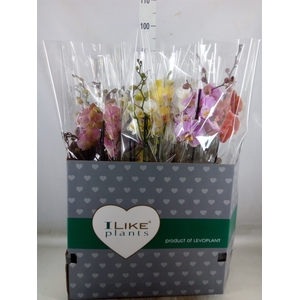 Phalaenopsis   ...mix