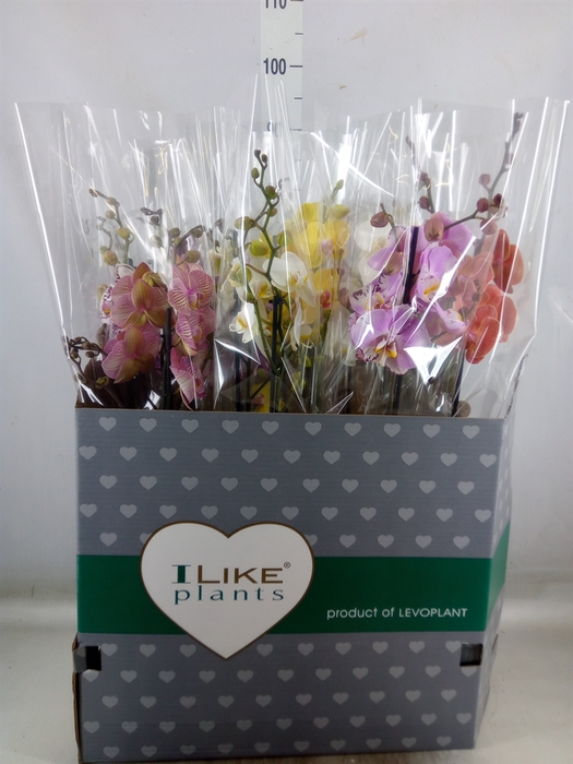 <h4>Phalaenopsis   ...mix</h4>