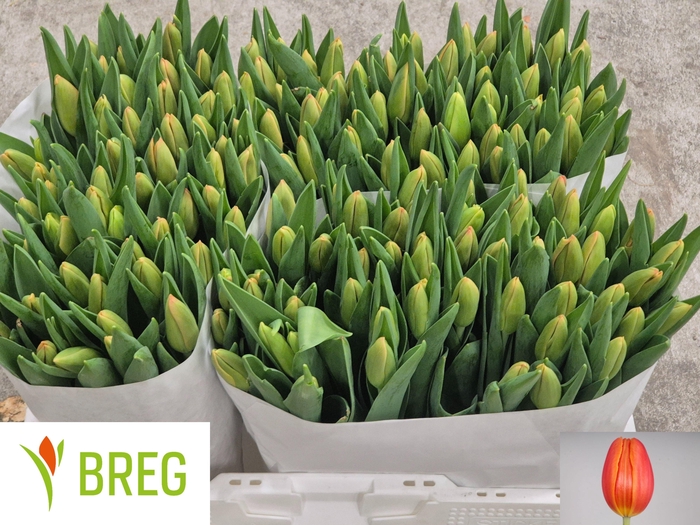 <h4>Tu En Orange Juice</h4>