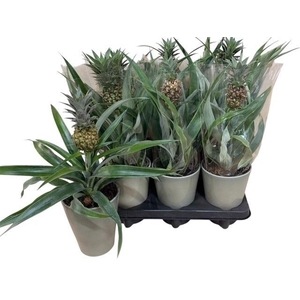 ANANAS OV