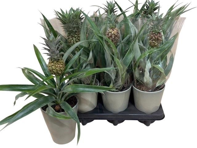<h4>ANANAS OV</h4>
