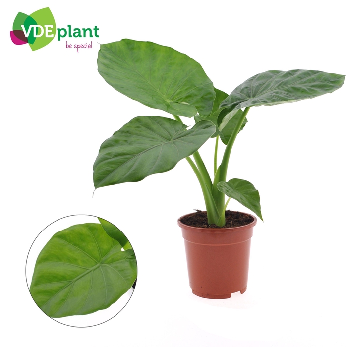 <h4>Alocasia Macrorrhiza</h4>
