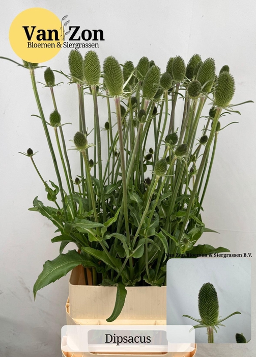 <h4>DIPSACUS FULLONUM DIPSACUS</h4>