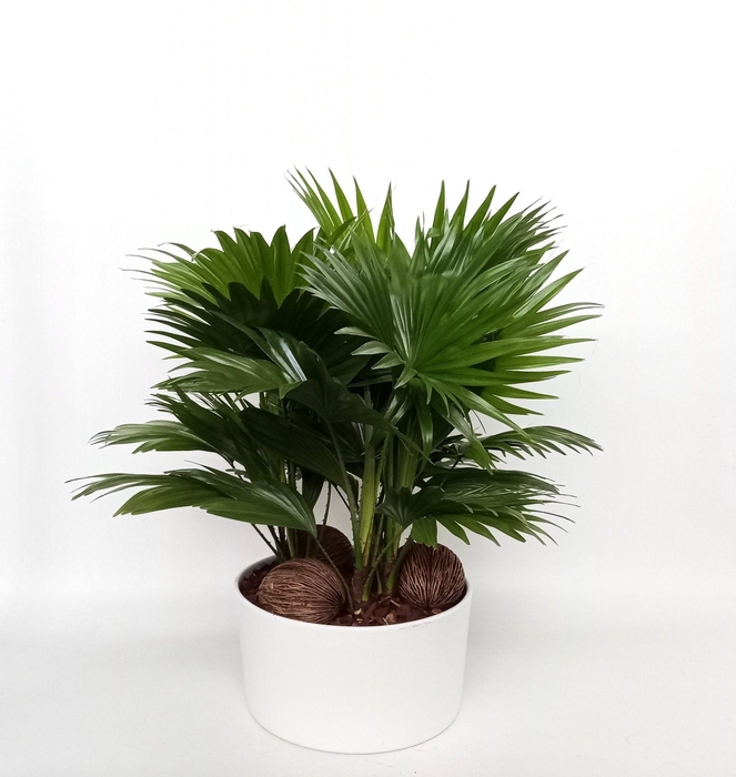 <h4>LIVISTONA ROTUNDIFOL</h4>