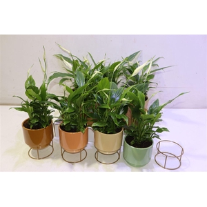 arr8 Spath Chopin In Karamiek