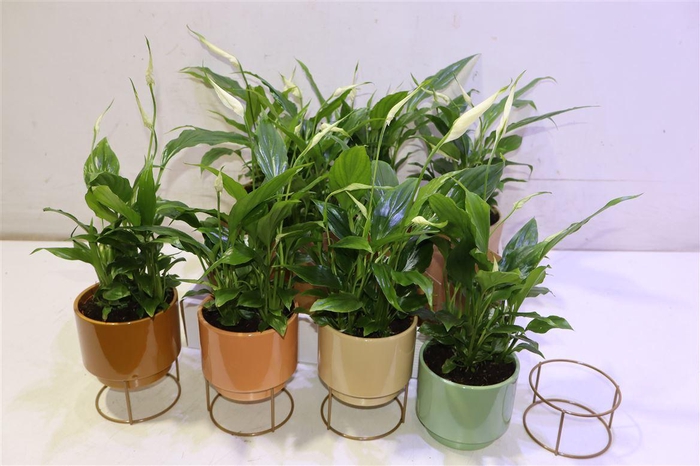 <h4>arr8 Spath Chopin In Karamiek</h4>