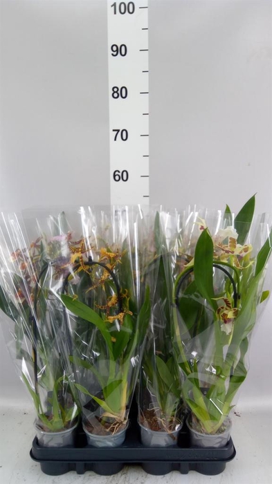 <h4>Orchideeen   ...mix</h4>