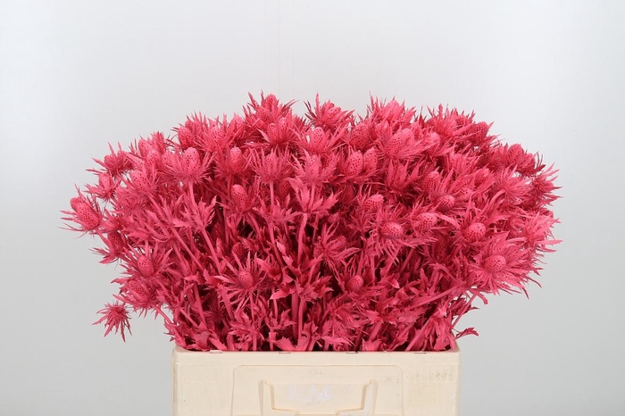 <h4>Eryn Orion Kl Bh Koraal</h4>