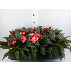 Impatiens NG 'Tamarinda Red Bicol'