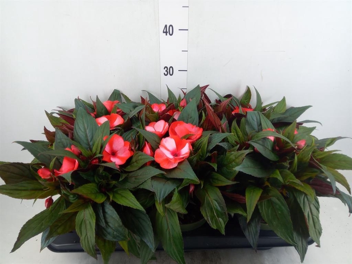 <h4>Impatiens NG 'Tamarinda Red Bicol'</h4>