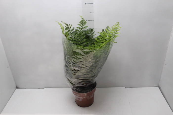 <h4>ASPLENIUM PARVATI P17</h4>