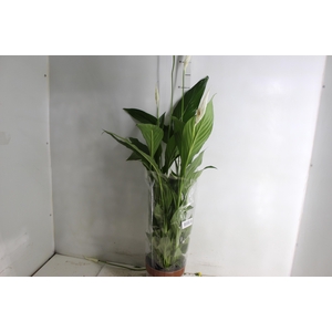 SPATHIPHYLLUM P17 MIN 5 HT COM FLOR