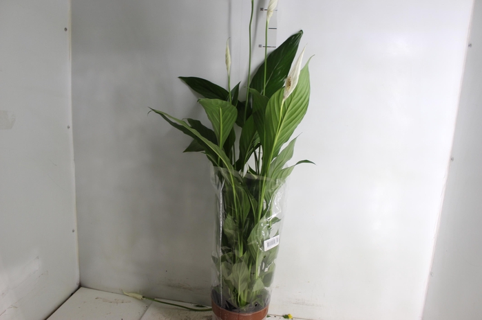 <h4>SPATHIPHYLLUM P17 MIN 5 HT COM FLOR</h4>