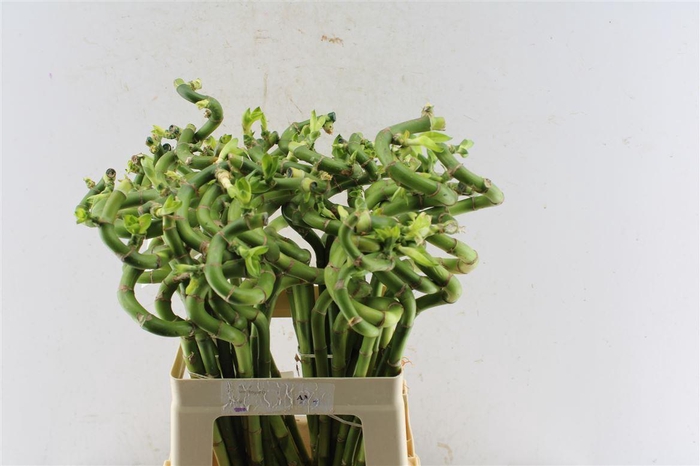 <h4>Drac S Lucky Bamboo</h4>