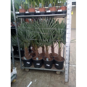Trachycarpus fortunei