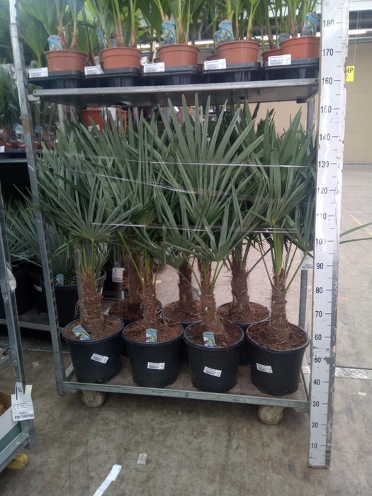 <h4>Trachycarpus fortunei</h4>