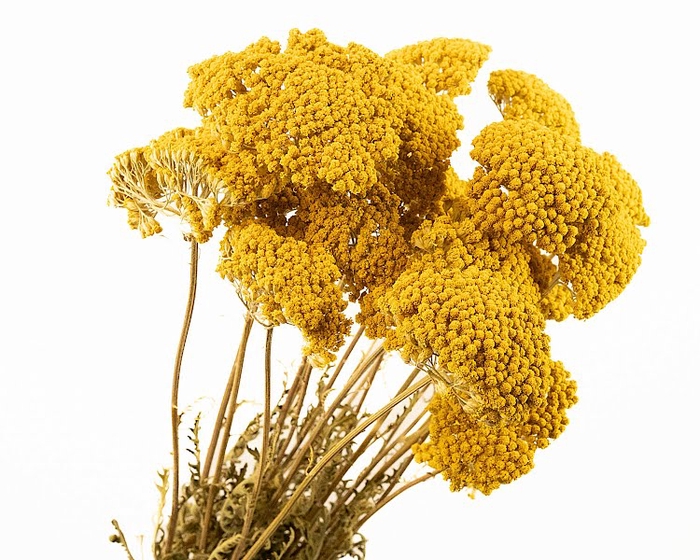 <h4>Achillea Yellow Naturel</h4>