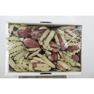 DF Banksia Menziesii Nat.