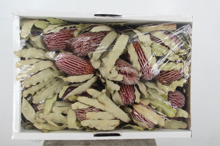 <h4>DF Banksia Menziesii Nat.</h4>