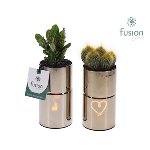 LED Glas tube planter met Cactus