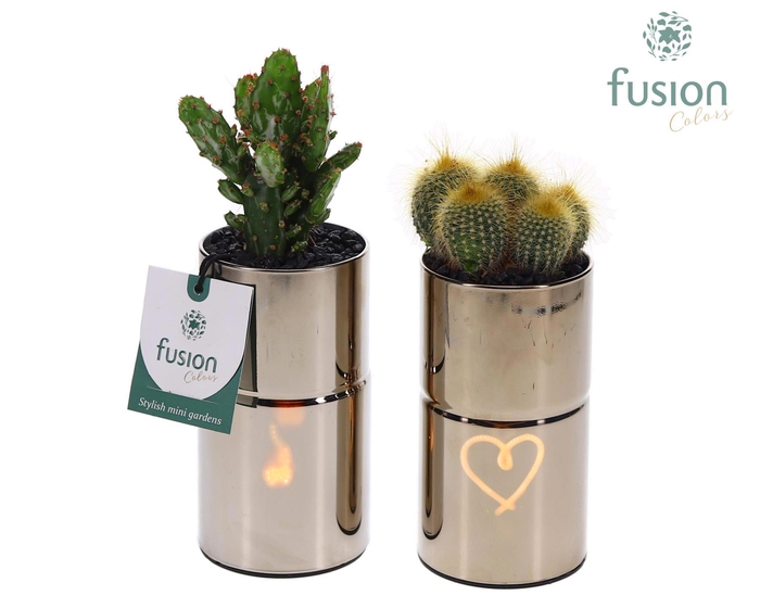 <h4>LED Glas tube planter met Cactus</h4>