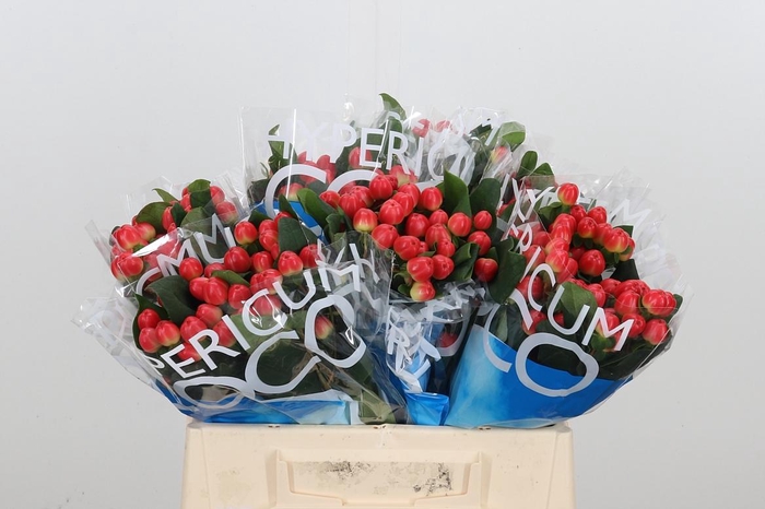 <h4>Hyp Coco Tango</h4>