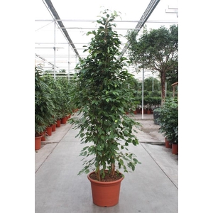 Ficus Exotica