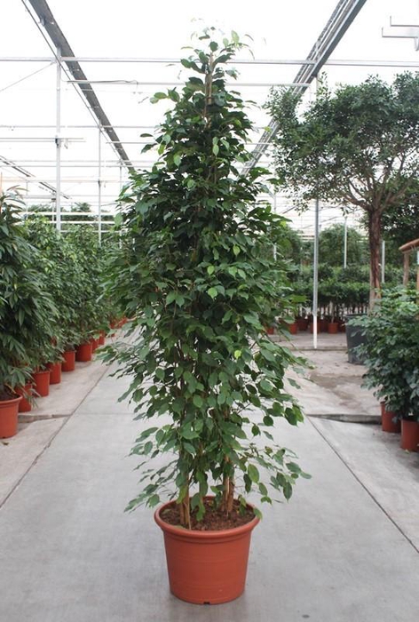 <h4>Ficus Exotica</h4>