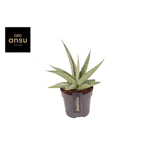 <h4>Sansevieria Comet Pastel Grey No. 3</h4>