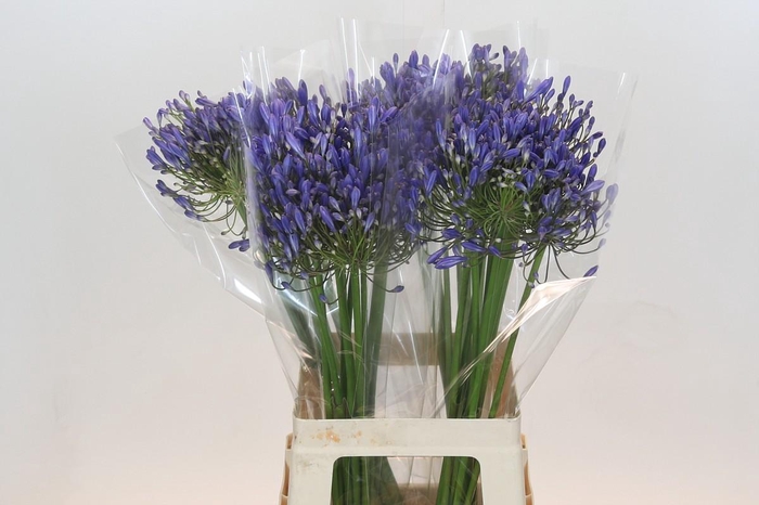 <h4>Agapanthus Blue Heaven</h4>