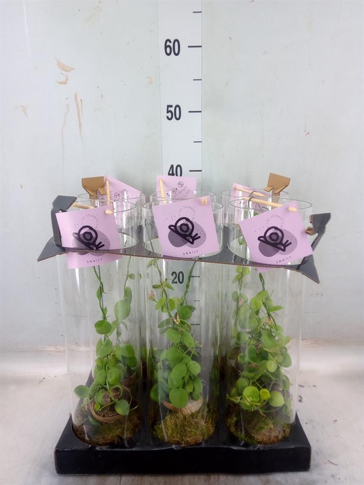 <h4>Arr. Dischidia</h4>