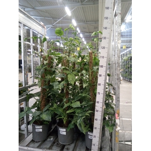 Syngonium   ...