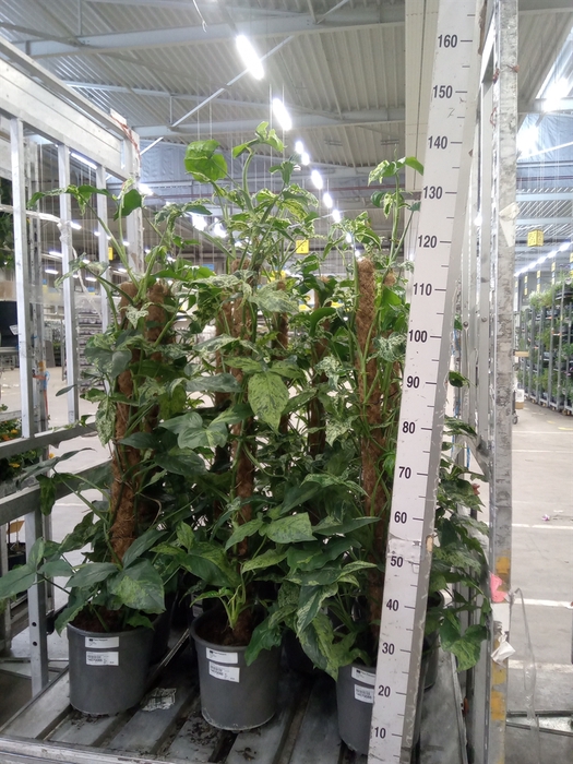 <h4>Syngonium   ...</h4>