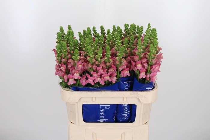 <h4>Antir Avignon Rose</h4>