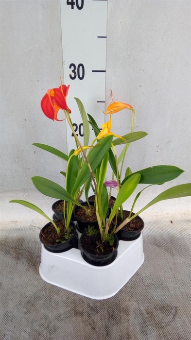 <h4>Orchideeen ...</h4>