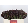 Leucadendron Saf Sunset Dark Red