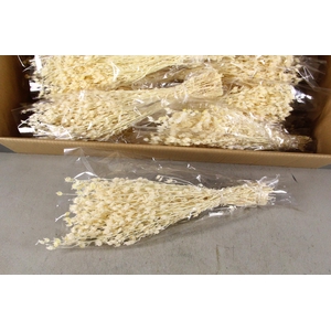 DF Silene Bs Bleach 80g poly