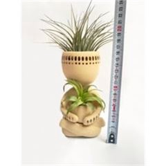 <h4>Arr.  Tillandsia L%</h4>