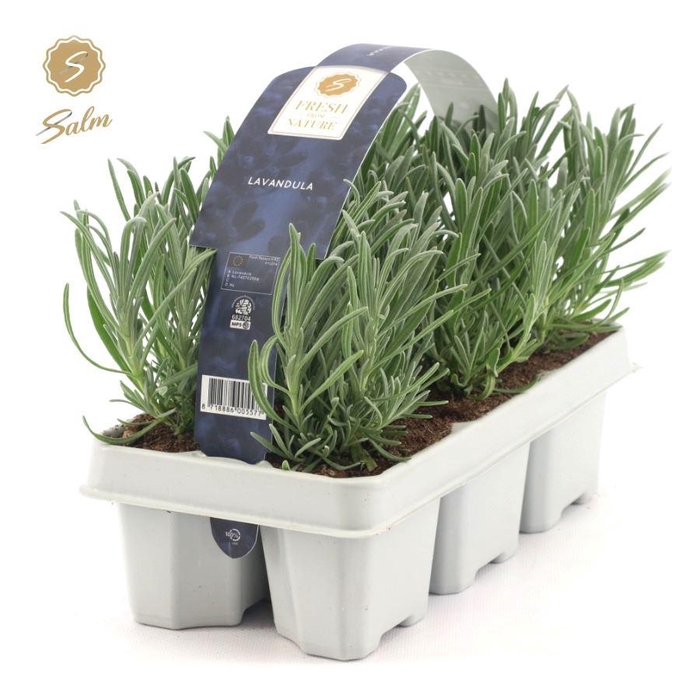 <h4>Lavandula 6-Pack</h4>