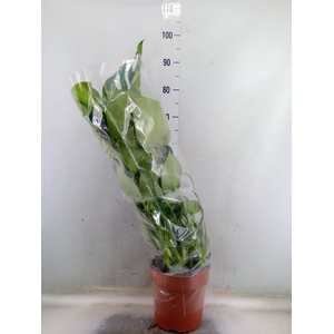 Monstera delic.