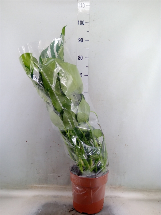 <h4>Monstera delic.</h4>