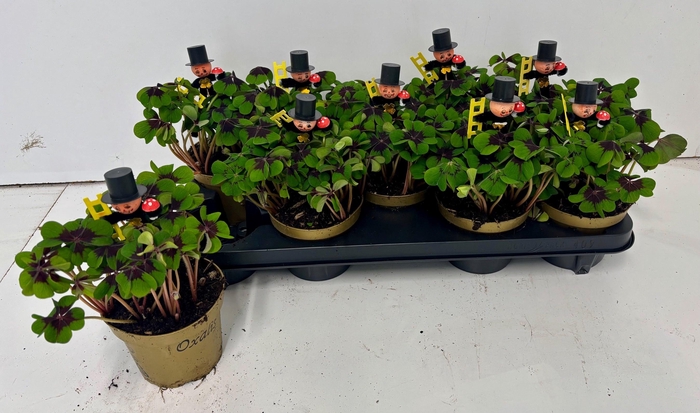 <h4>OXALIS DEPPEI</h4>