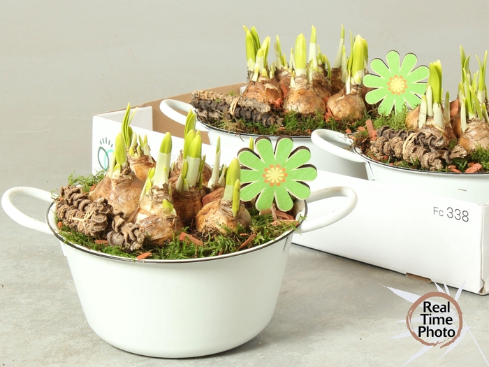 <h4>ARR NARCISSUS</h4>