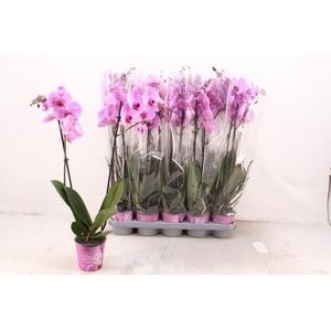 PHAL OV ROZE