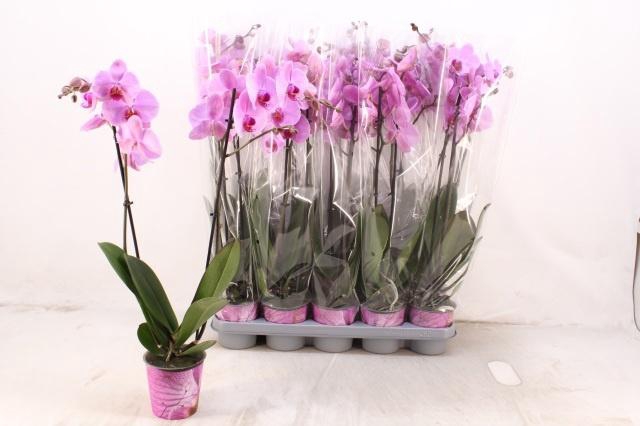 <h4>PHAL OV ROZE</h4>