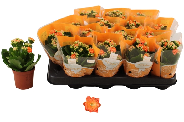 <h4>KAL GE DON PEDRO</h4>