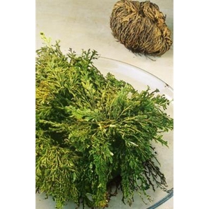 ROOS VAN JERICHO P.DS X25