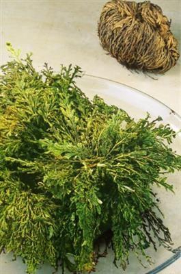 <h4>ROOS VAN JERICHO P.DS X25</h4>