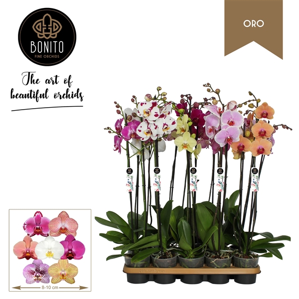 <h4>Phal. Oro mix - 2-Tak met 8 kleuren</h4>