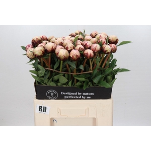 Paeonia Lact. Reine Hortense